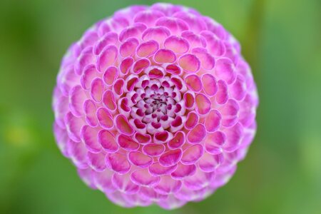 Nature dahlia pink photo