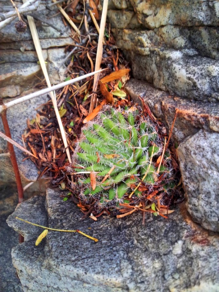 Haworthia arachnoidea - wet -Montagu