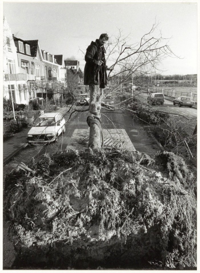 Het verwijderen van tien lindenbomen. NL-HlmNHA 54031985