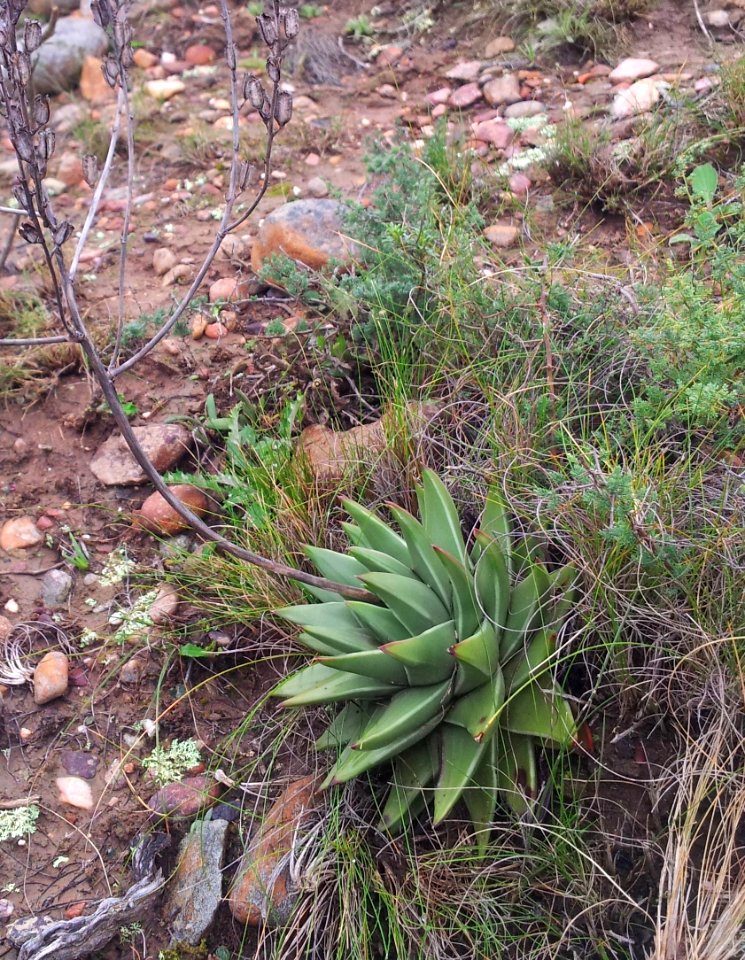 Haworthia marginata - Tulista Heidelberg RSA 7