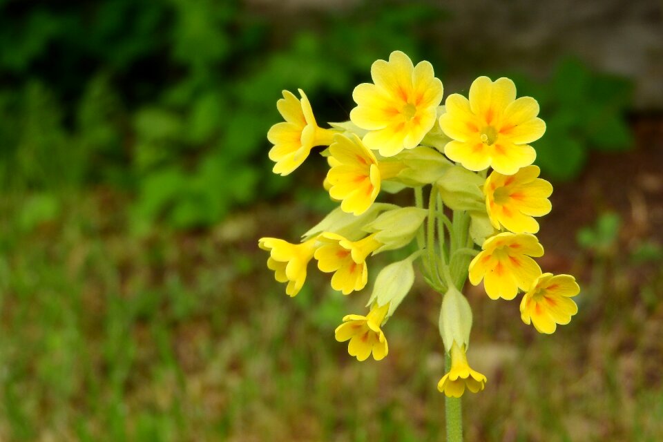 Spring aspect spring flowers yellow flowers