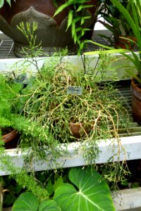 Hatiora salicornioides - Conservatory of Flowers - San Francisco, CA - DSC03135