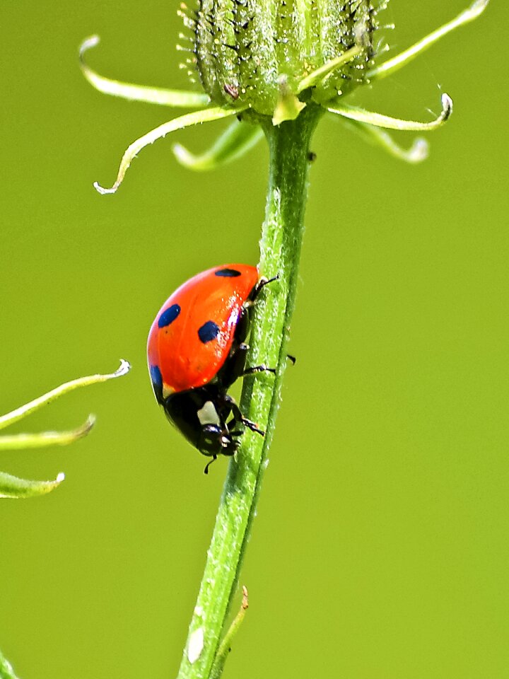 Insect nature animal