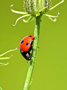 Insect nature animal