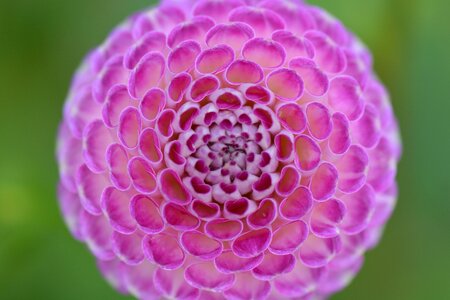 Pink beauty circle