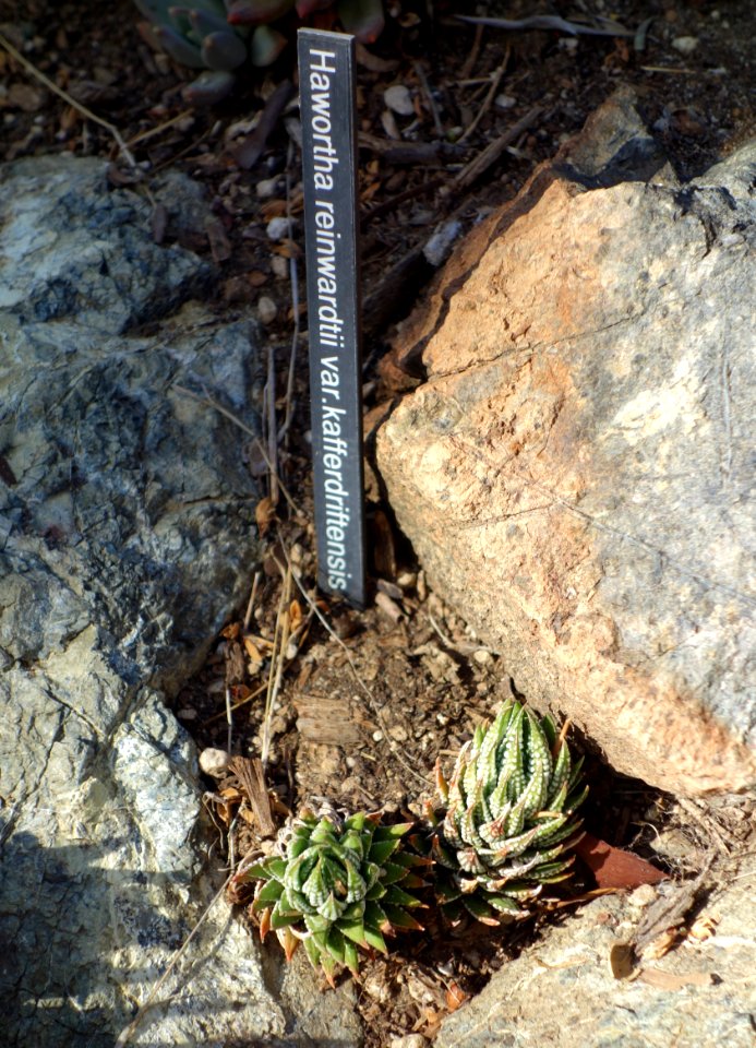 Haworthia reinwardtii f. kaffirdriftensis - Leaning Pine Arboretum - DSC05757