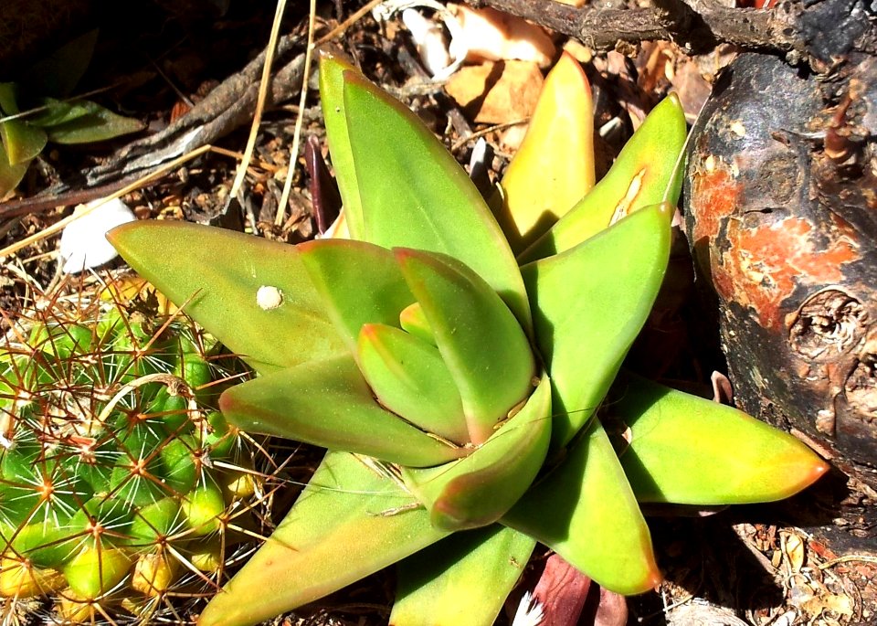 Haworthia marginata - tulista heidelberg SA 4