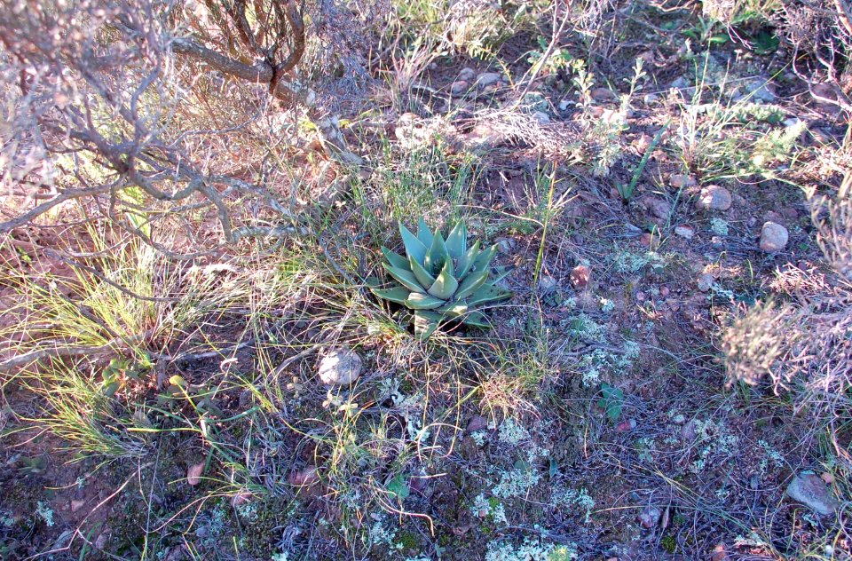 Haworthia marginata - Tulista Heidelberg RSA 5