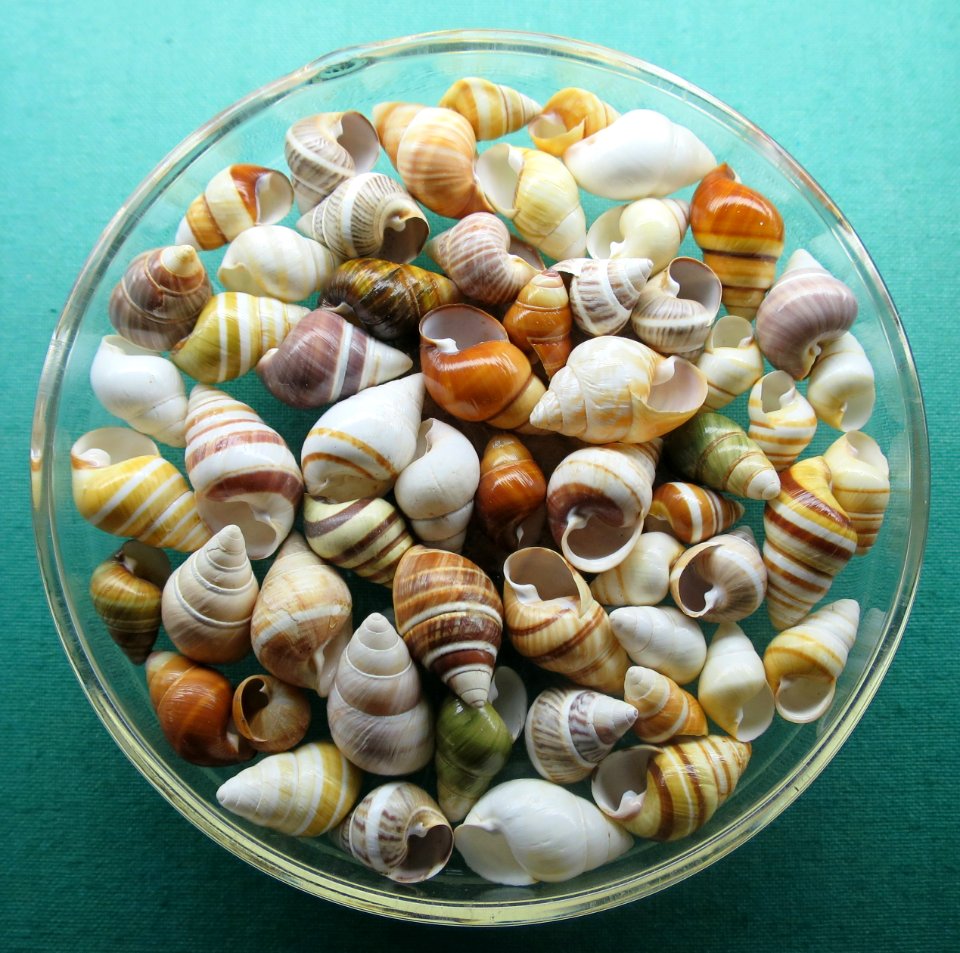 Hawaiian tree snails at the Bernice Pauahi Bishop Museum