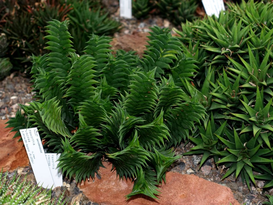 Haworthia viscosa - Botanischer Garten - Heidelberg, Germany - DSC01354
