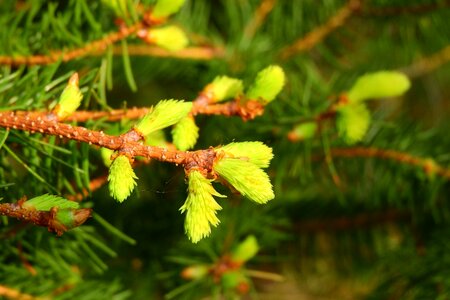 Spruce branch evergreen tree spring pine needles photo