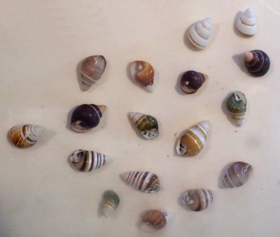 Hawaiian land snail shells, Bailey House Museum