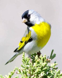Nature perched colorful