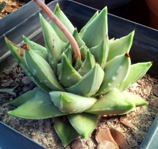 Haworthia marginata - Tulista marginata - CT 5
