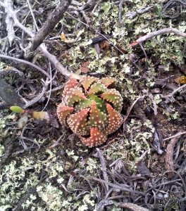 Haworthia maxima - eilandia 2