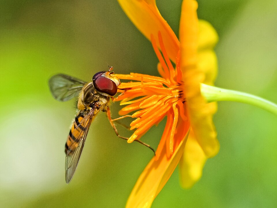 Bloom nature animal
