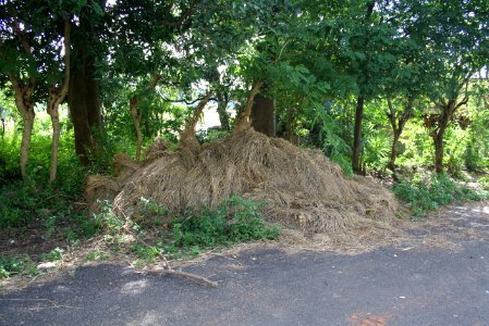 Haystack