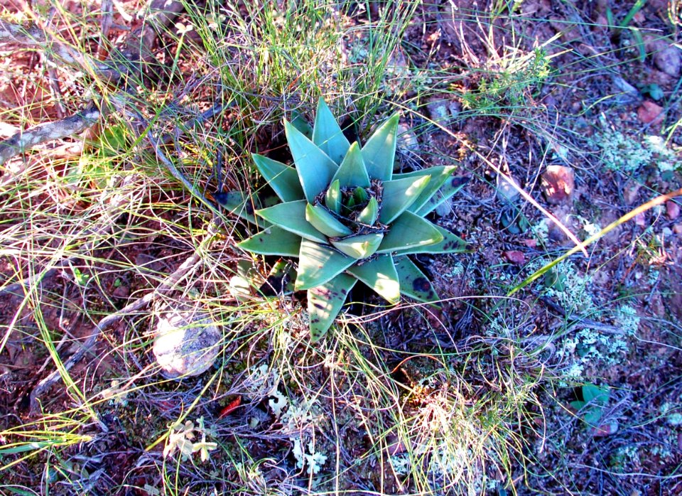 Haworthia marginata - Tulista Heidelberg RSA 3