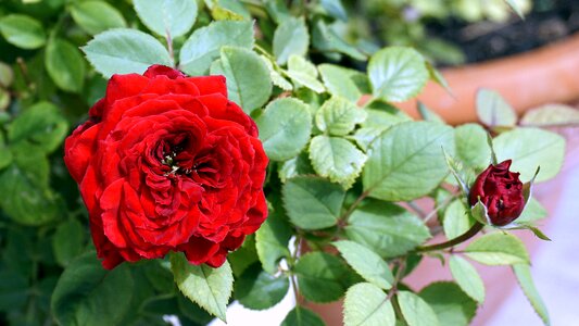 Nature flowers garden