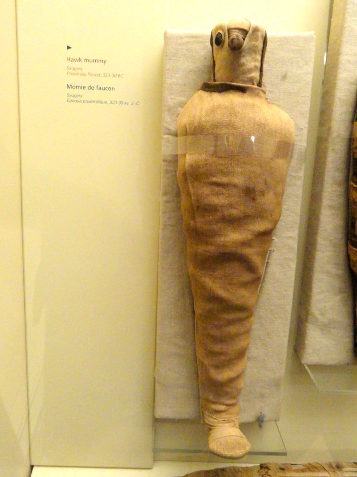 Hawk mummy, Saqqara, Egypt, Ptolemaic Period, 323-30 BC - Royal Ontario Museum - DSC09739