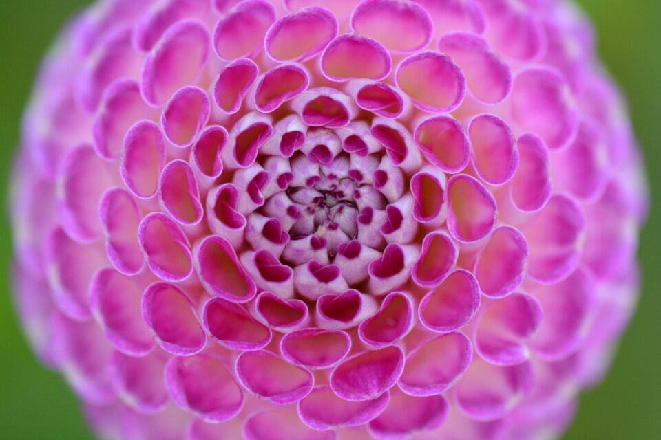 Pink beauty circle