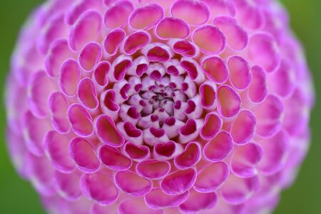 Pink beauty circle