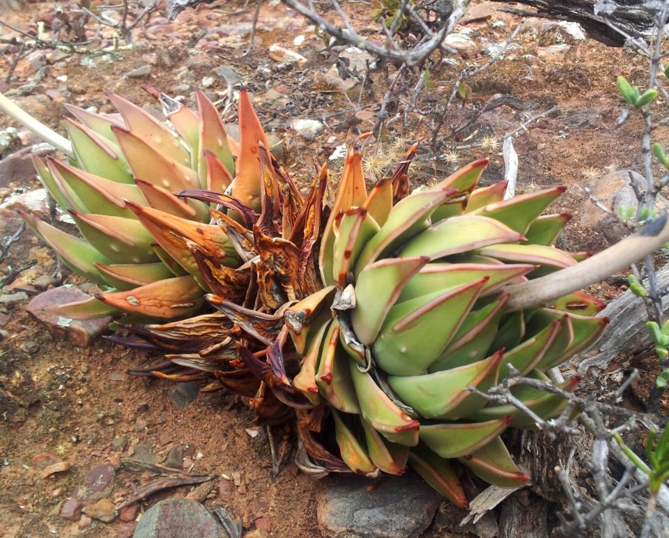 Haworthia marginata - Tulista Ashton RSA 4