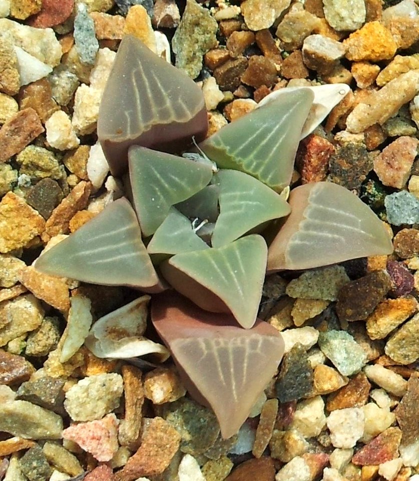 Haworthia mutica var mutica - SBG 8