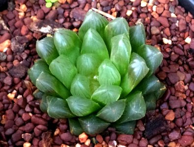 Haworthia cooperi var pilifera 5