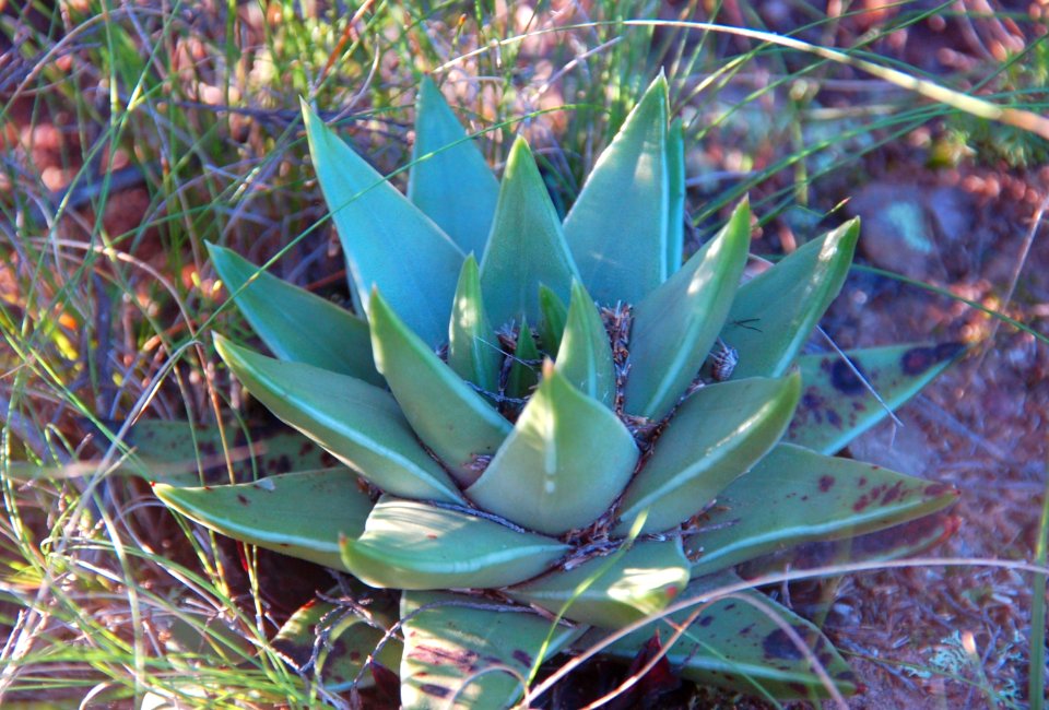 Haworthia marginata - Tulista Heidelberg RSA 1