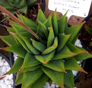 Haworthia limifolia var gigantea