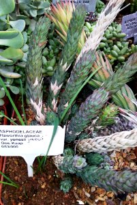 Haworthia glauca var jonesii