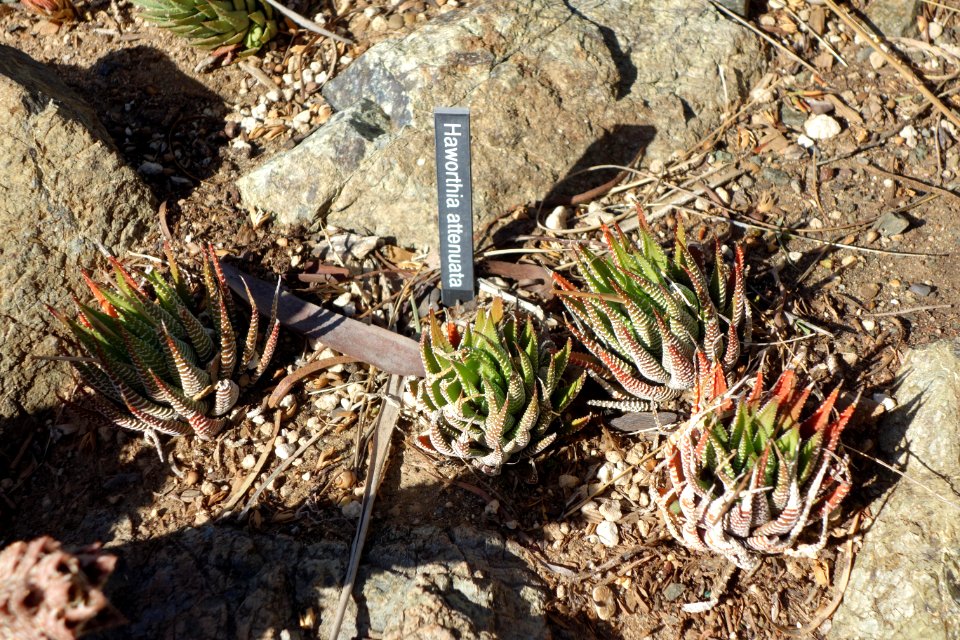 Haworthia attenuata - Leaning Pine Arboretum - DSC05754