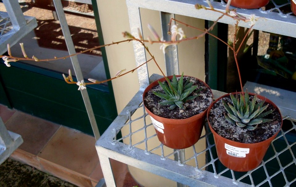 Haworthia attenuata subsp radula