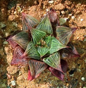 Haworthia pygmaea var acuminata - CT - Copy