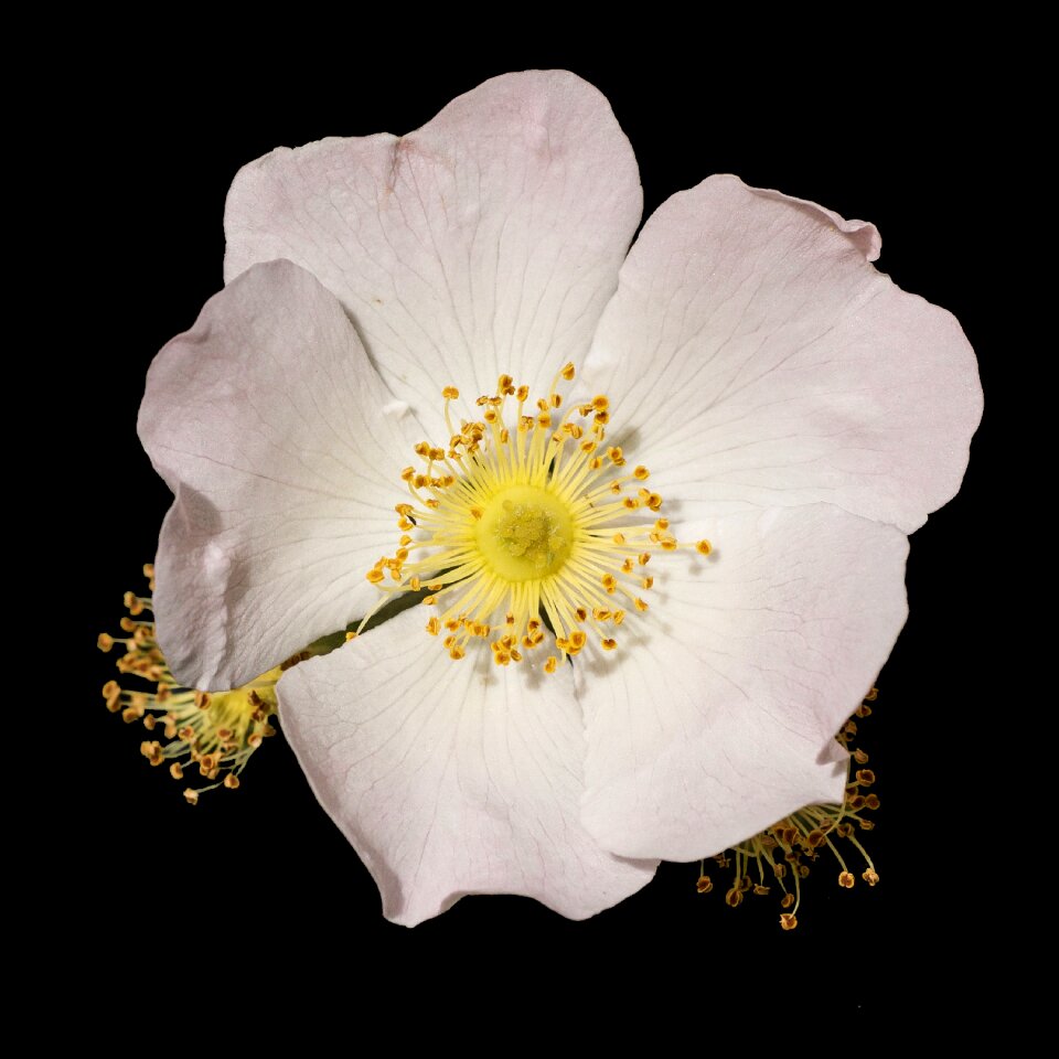 Plant blossom bloom