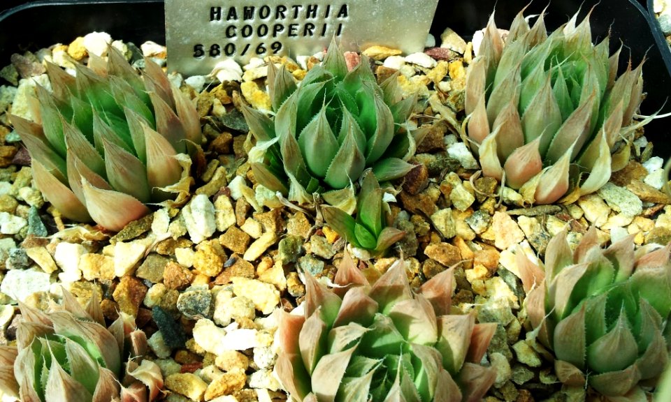 Haworthia cooperi - SBG 8