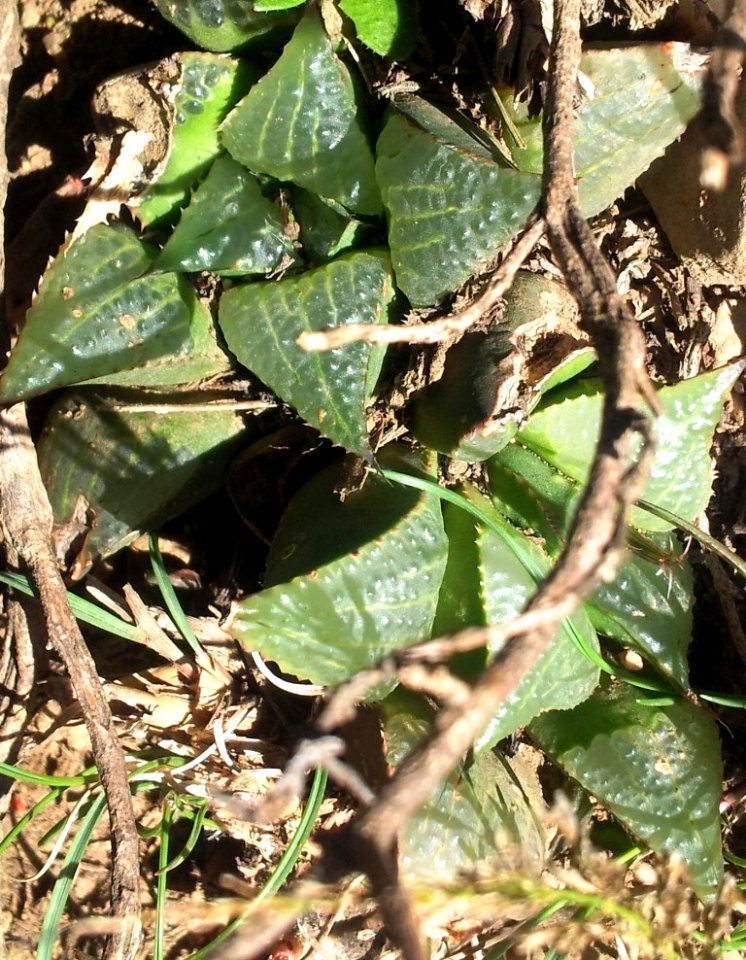 Haworthia magnifica clump 2