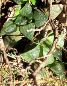 Haworthia magnifica clump 2