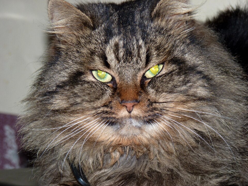 Cat eyes long-haired cat wildcat