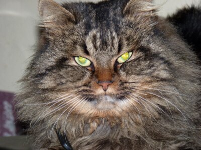 Cat eyes long-haired cat wildcat