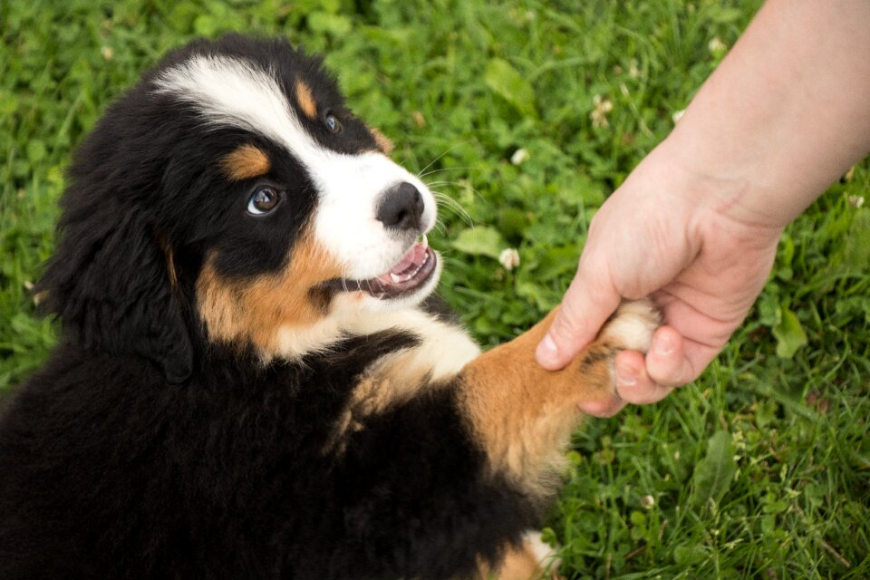 Animal young happy