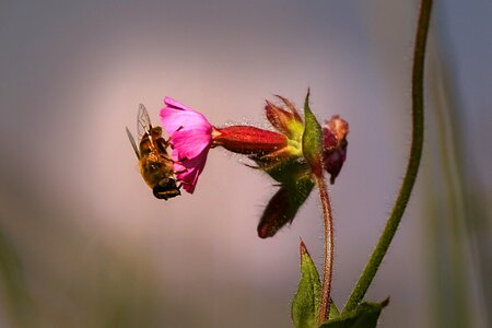 Animals pollination insect photo