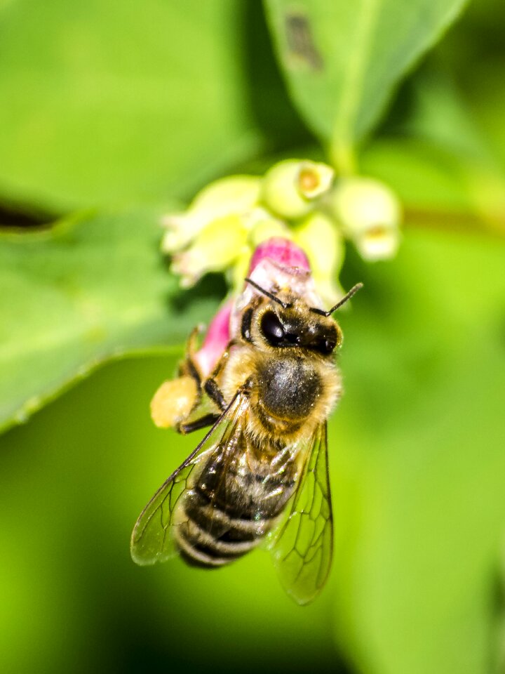 Insect nature animal