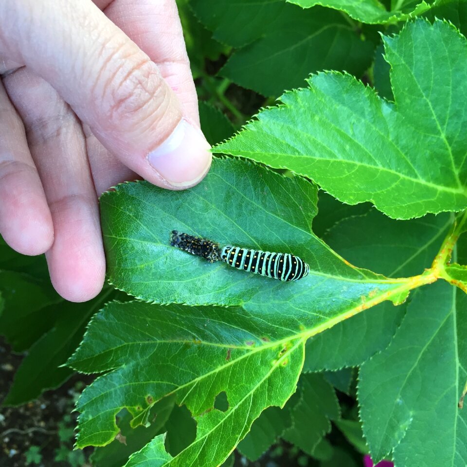 Simasimaaomushi p machaon molt molting