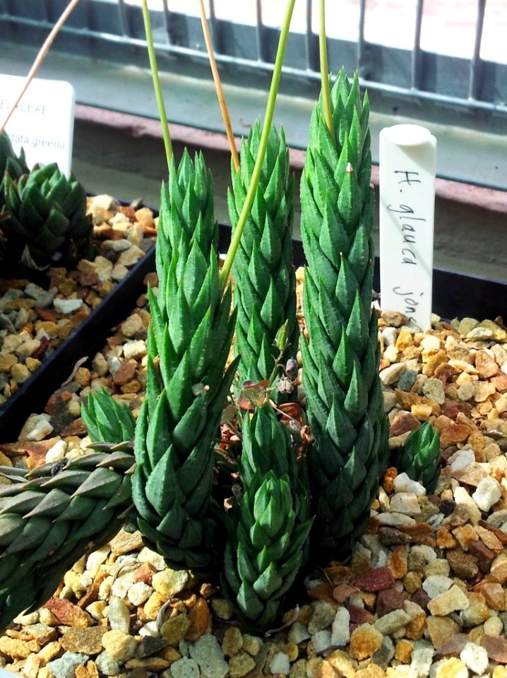 Haworthia glauca var jonesii jonesiae 2