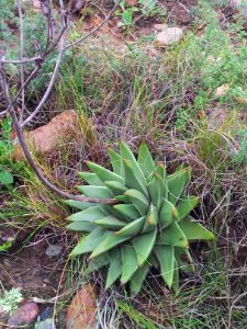 Haworthia marginata - Tulista Heidelberg RSA 6