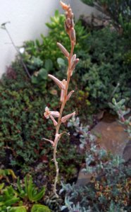 Haworthia limifolia - inflorescence