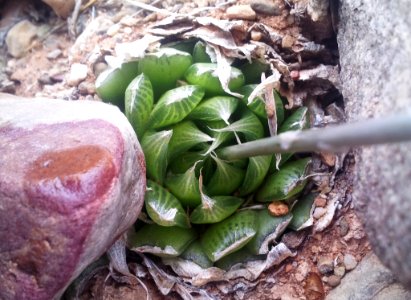 Haworthia lockwoodii - green after rains