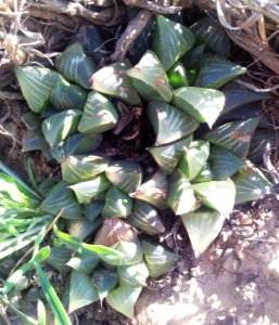 Haworthia magnifica clump